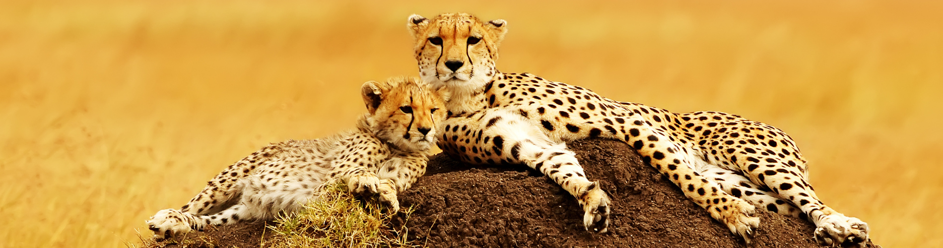  6 Days and 5 Nights Kenya - Africa