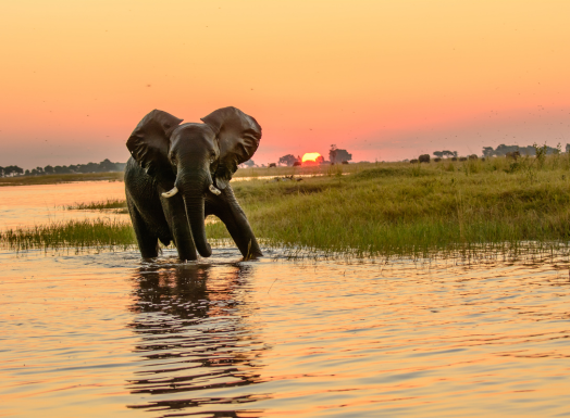 Chobe River Cruise