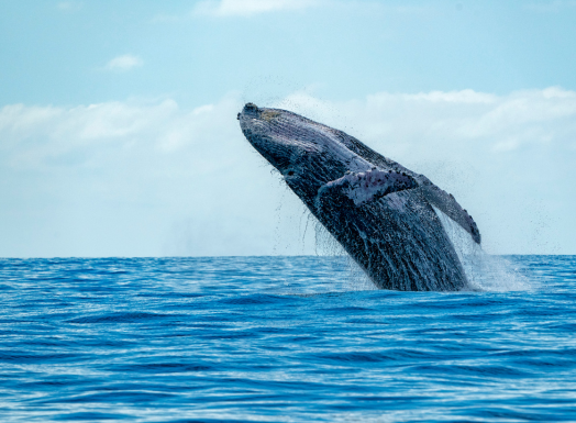 Whale Watching tour - Hermanus
