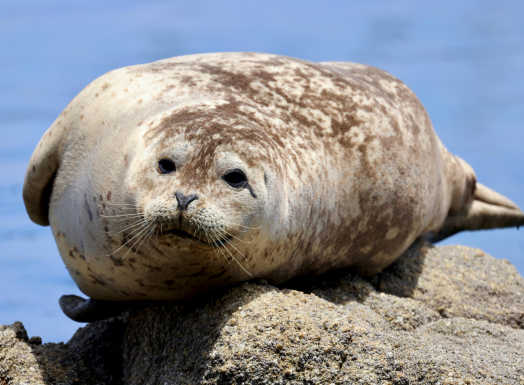 Seal Island
